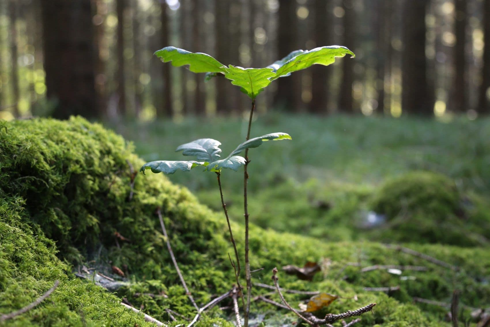 Pina Earth: Wie ein Start-up Deutschlands Wälder schützt