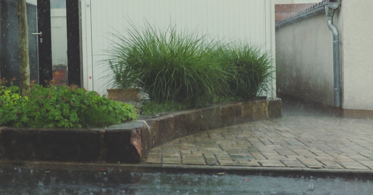 A rainy day in a residential courtyard with lush greenery and stone pavement.